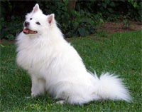 a well breed American Eskimo Dog